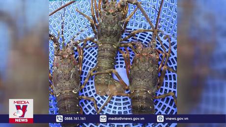 Xuất khẩu tôm hùm xanh tăng gấp 80 lần