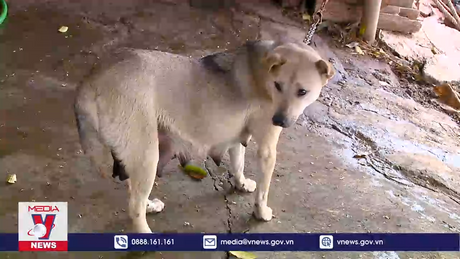 Bệnh dại gia tăng dù chưa vào cao điểm mùa nắng nóng