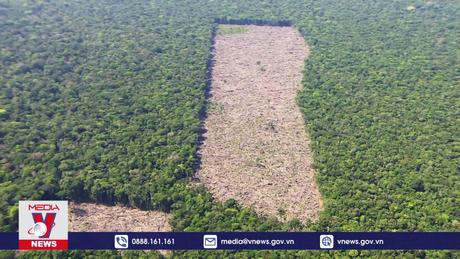 Cứu rừng bằng AI