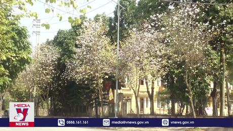 Rực rỡ Hoa Ban xứ Mường