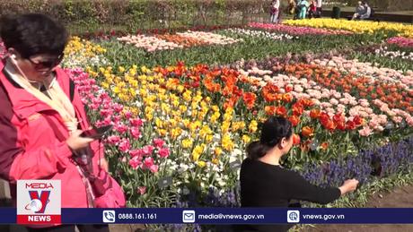 Vườn hoa tulip lớn nhất thế giới mở cửa đón khách