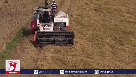 Nông dân Sóc Trăng tăng lợi nhuận vụ lúa Đông Xuân từ 20-30%