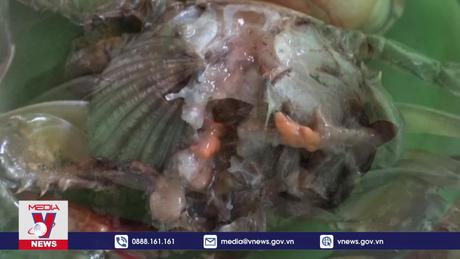 Cà Mau tái diễn tình trạng cua nuôi chết trên diện rộng