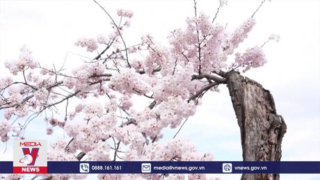 Mùa hoa cuối cùng của cây anh đào Stumpy nổi tiếng nước Mỹ