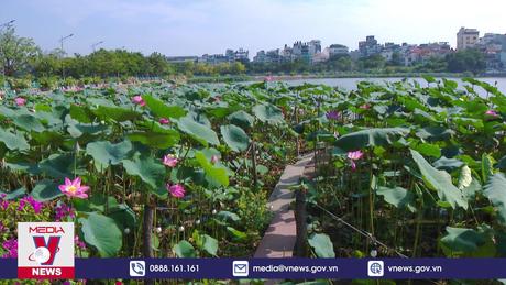 Nỗ lực khôi phục sen Hồ Tây