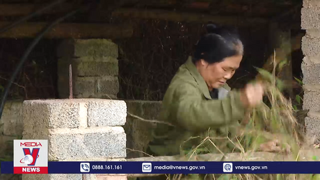 Trao quyền tự chọn con giống cho hộ nghèo