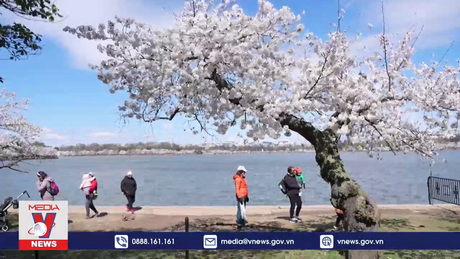 Mùa hoa anh đào nở rộ tại Mỹ và Nhật Bản