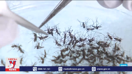 Pháp: Paris tìm cách xóa sổ muỗi trước Olympic