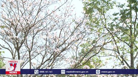 Phim tài liệu: Chuyện tình Hoa Ban