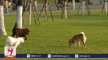 Chủ động phòng bệnh dại từ chó mèo thả rông