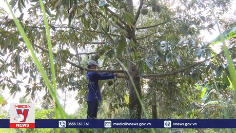 Sầu riêng xuất đi bị trả về - Nỗi lo trước mùa thu hoạch