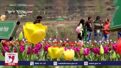 Chiêm ngưỡng vườn hoa tulip lớn nhất châu Á