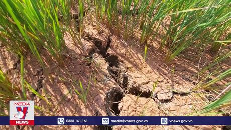 Đắk Lắk triển khai các biện pháp chống hạn cho cây trồng