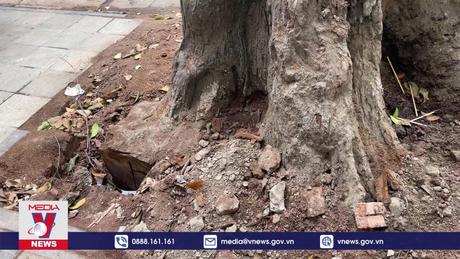 Cây sao đen bị chết khô ở Lò Đúc: Nghi ngờ bị “bức tử”