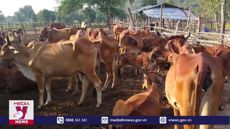 Thái Lan giám sát chặt chẽ chăn nuôi đề phòng bệnh than