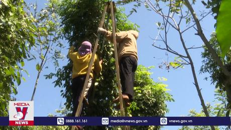 Giá hồ tiêu tăng cao, khuyến cáo người dân ổn định diện tích
