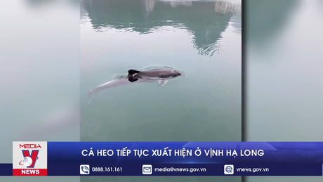  Cá heo tiếp tục xuất hiện ở Vịnh Hạ Long