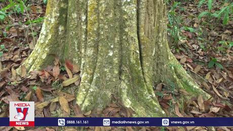 Bảo vệ rừng săng lẻ giữa đại ngàn Pù Huống