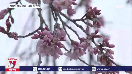 Rực rỡ lễ hội hoa anh đào tại thủ đô Seoul