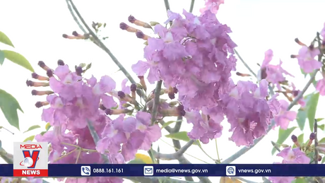 TP.HCM rực rỡ sắc hoa kèn hồng