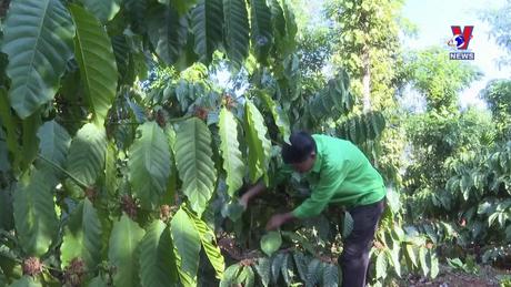 Việt Nam - Góc nhìn từ thế giới:  Ngành cà phê Việt Nam với quy định EUDR