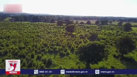 Trồng cây sai địa điểm có thể khiến Trái Đất nóng lên