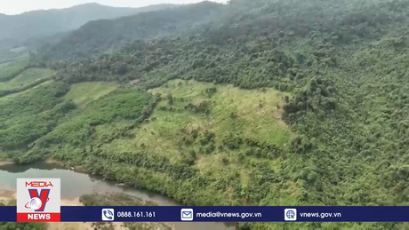 Quảng Bình nỗ lực phục hồi rừng bằng cây bản địa