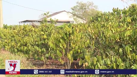 Hơn 8.000ha cây trồng tại Đắk Nông thiếu nước tưới