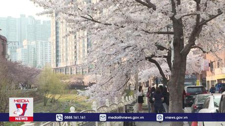 Hoa Anh Đào khoe sắc ở Seoul