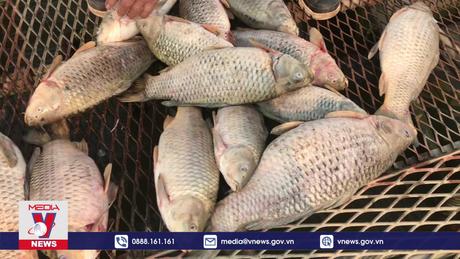 Cá chết hàng loạt gây thiệt hại cho người dân hàng tỷ đồng