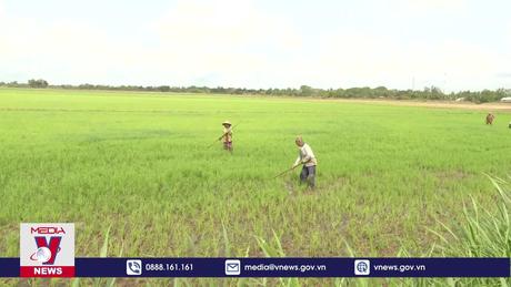 Hơn 1.500 ha lúa tại Sóc Trăng bị ảnh hưởng do hạn hán, mặn xâm nhập