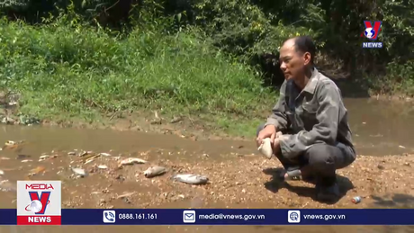 Trại nuôi lợn xả thải khiến cá chết hàng loạt ở Quảng Trị 