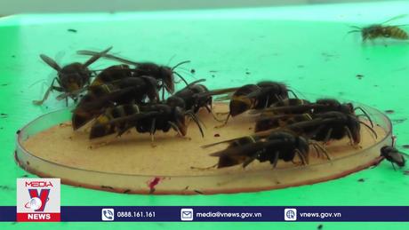 AI giúp phát hiện động vật xâm lấn