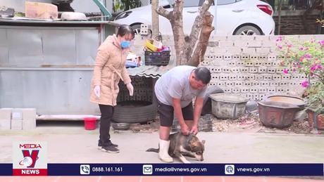 Quảng Ninh hoàn thành kế hoạch tiêm phòng dại cho động vật