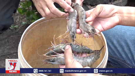 Nắng nóng gây hiệt hại nhiều tôm, cua ở Kiên Giang