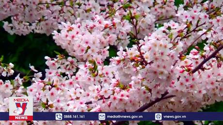 Hoa anh đào nở rộ tại Nhật Bản
