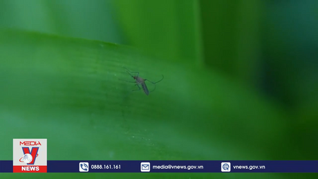 Dịch sốt xuất huyết bùng phát mạnh tại Argentina