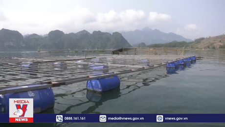 Nuôi cá lồng sạch kết hợp du lịch trên lòng hồ sông Đà