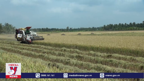 Nông dân Trà Vinh thắng lớn vụ lúa Đông Xuân