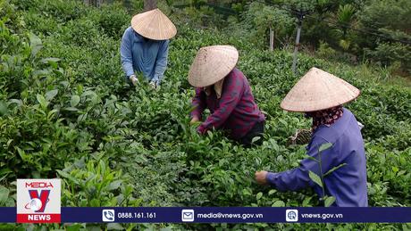 Tiêu điểm kinh tế: Chuyển đổi tư duy trong liên kết nông nghiệp