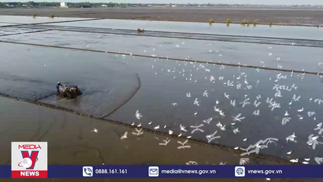 Đàn cò trên cánh đồng quanh vùng đệm Vườn Quốc gia Tràm Chim