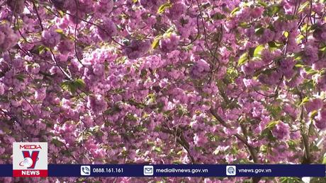 Hoa anh đào nở rộ tại Đức