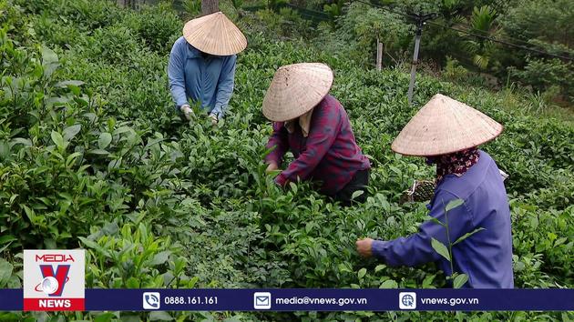 Tiêu điểm kinh tế: Chuyển đổi tư duy trong liên kết nông nghiệp