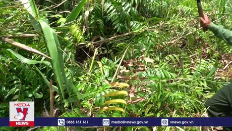 U Minh Thượng tăng cường phương án phòng chống cháy rừng