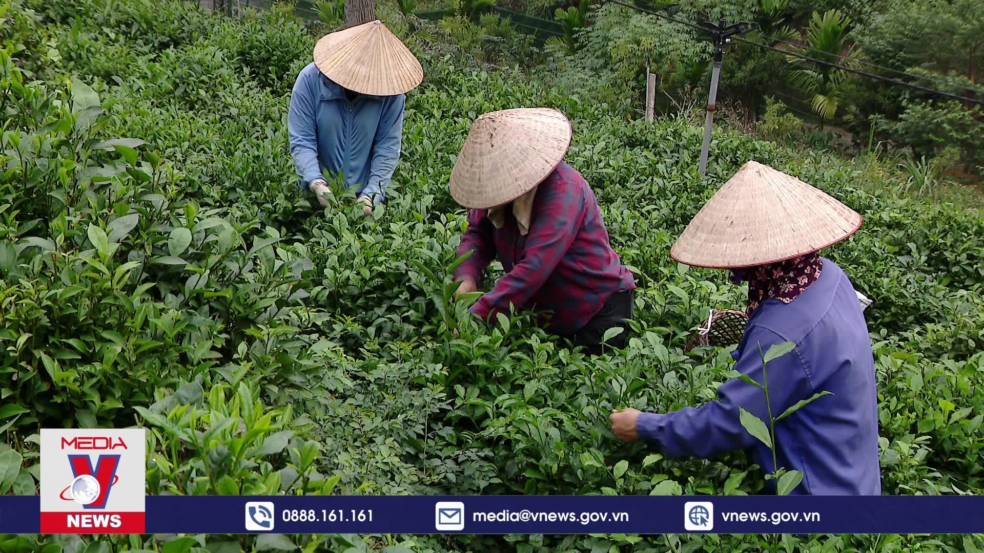 Tiêu điểm kinh tế: Chuyển đổi tư duy trong liên kết nông nghiệp