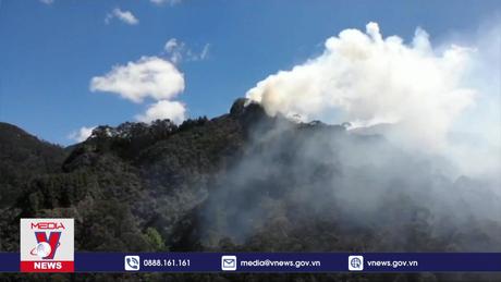 Thế giới mất diện tích rừng bằng 10 sân bóng đá mỗi phút