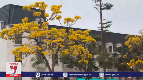 “Mãn nhãn” những con đường hoa phong linh vàng óng, hoa gạo bừng sắc đỏ