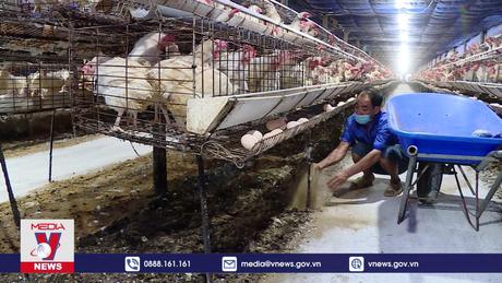 Đà Nẵng chủ động phòng chống dịch cúm gia cầm