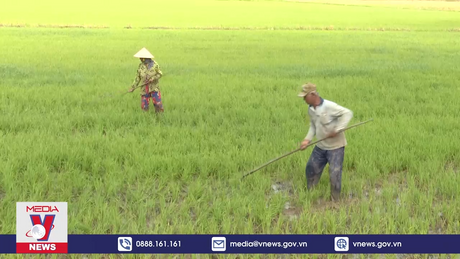 Xâm nhập mặn đang tăng theo kỳ triều