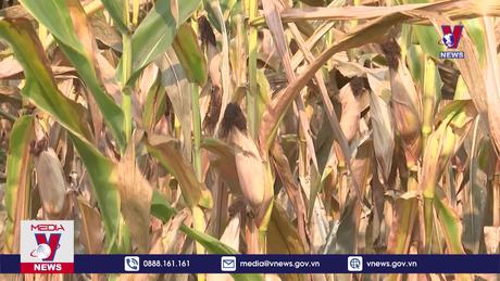 Hàng chục ha ngô ở Quảng Bình chết cháy vì nắng nóng 